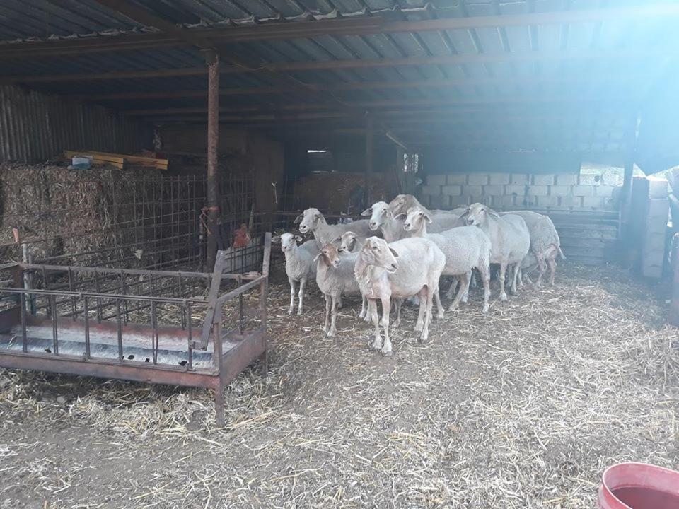 Rumet Heib Bedouin Guest House מראה חיצוני תמונה
