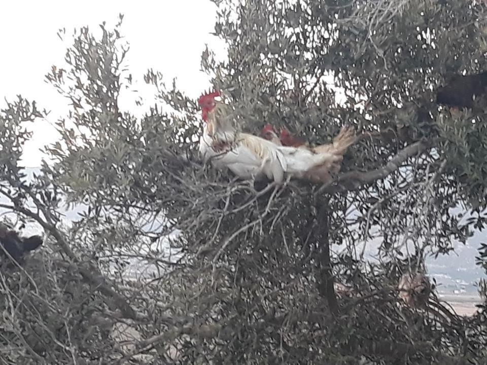 Rumet Heib Bedouin Guest House מראה חיצוני תמונה